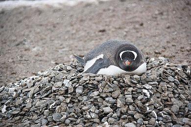 《阿拉洛斯：四国战士》新预告 黑魂和博德之门合体